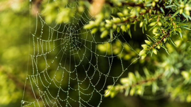 Illustration for article titled 7 Handy Mnemonic Devices For Remembering That Humans Usually Don’t Need To Worry About Getting Caught In Spiderwebs